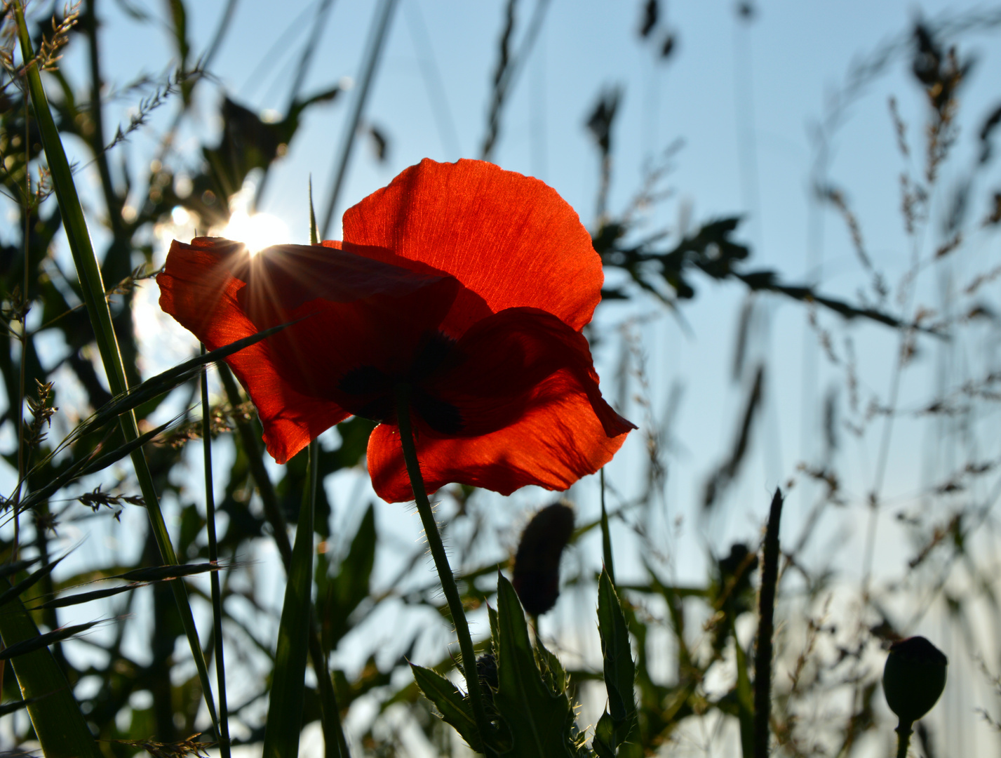 Der Sommer ist da