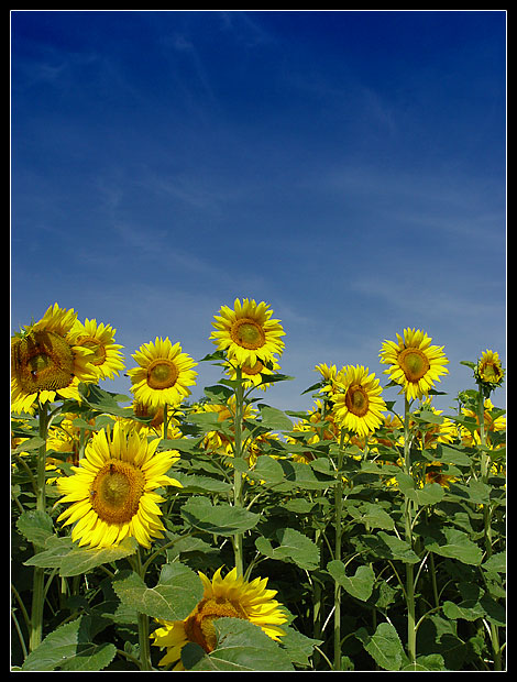 Der Sommer ist da