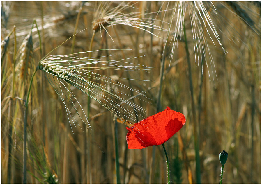 Der Sommer ist da