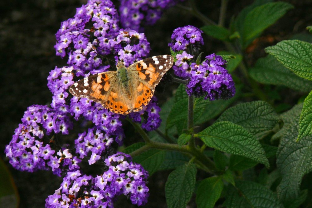 Der Sommer ist da