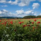 Der Sommer ist (fast) da