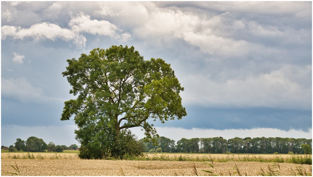 Der Sommer ist Herbst