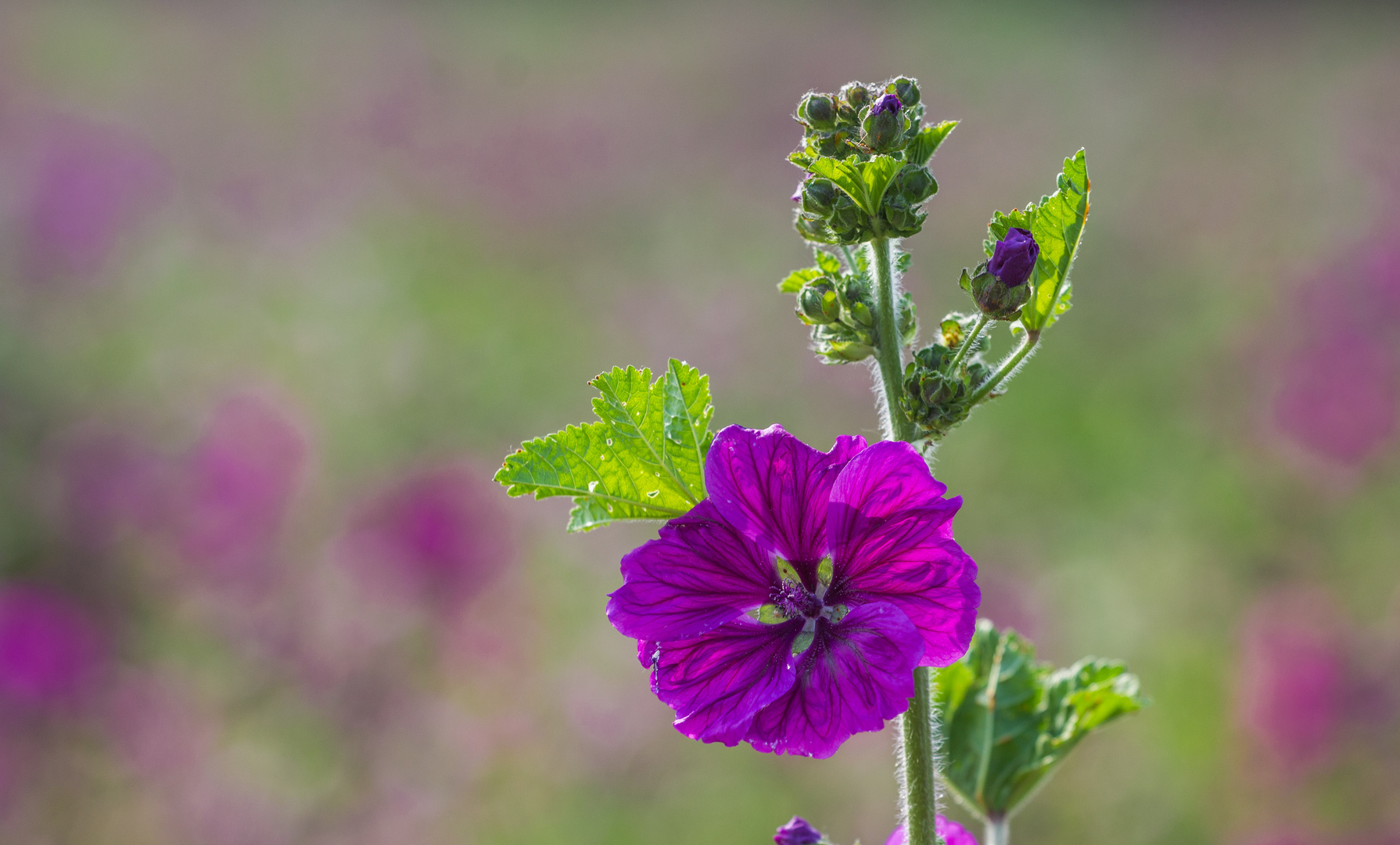 Der Sommer ist lila