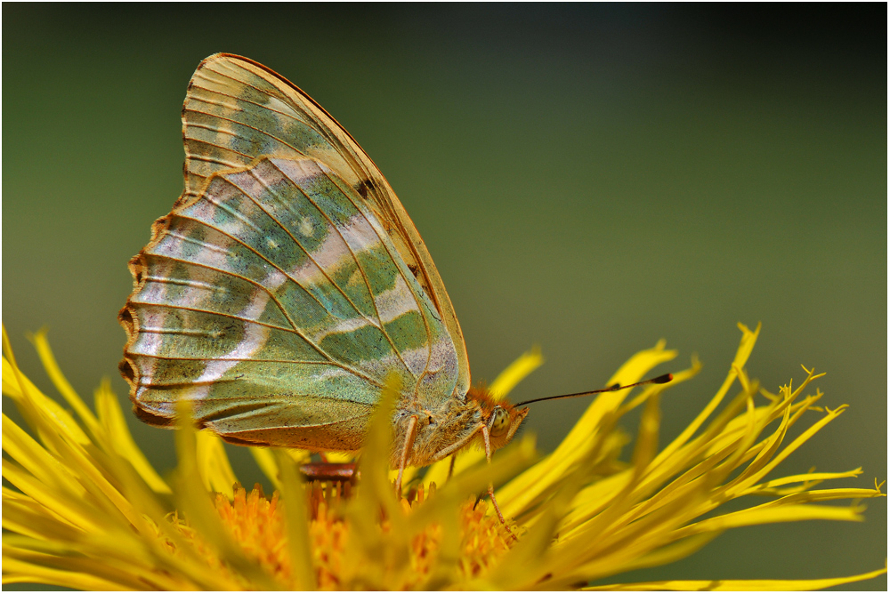 Der Sommer ist nun endlich da . . .