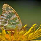 Der Sommer ist nun endlich da . . .