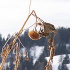 Der Sommer ist schon lange vorbei