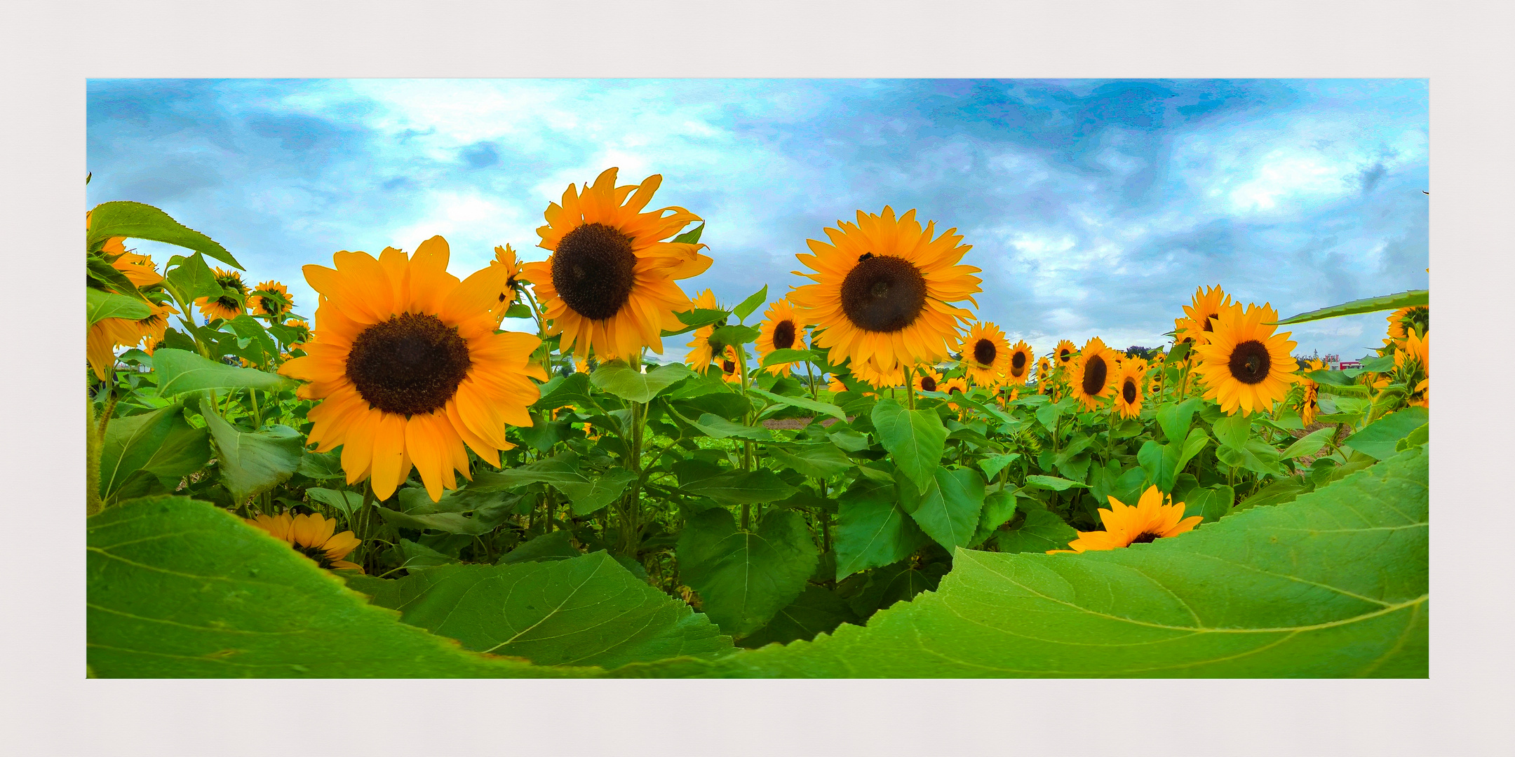 Der Sommer ist vorbei Foto & Bild sonnenblumen Bilder auf