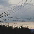 Der Sommer ist vorbei. Die Mehlschwalben sammeln sich zum Abflug