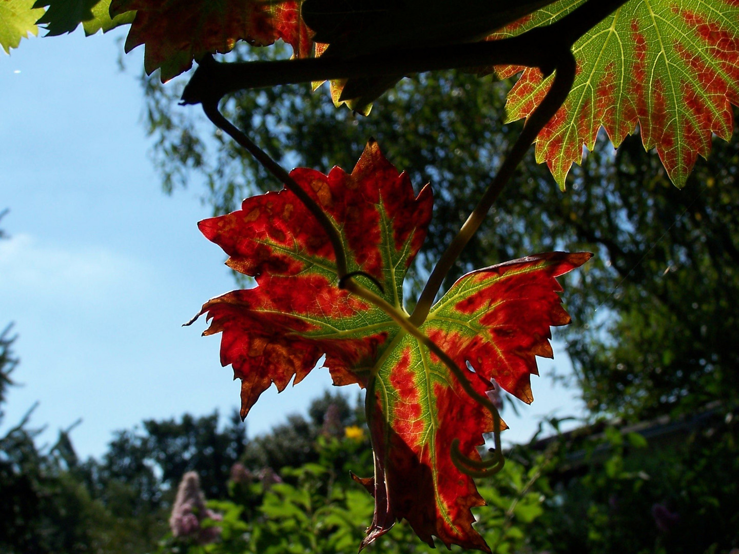 Der Sommer ist vorbei...es ist zum Wein-nen