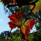 Der Sommer ist vorbei...es ist zum Wein-nen