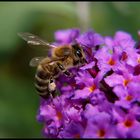 Der Sommer ist wieder da