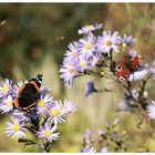 der Sommer ist zurück