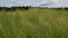 Der Sommer kann nun endlich Einzug halten