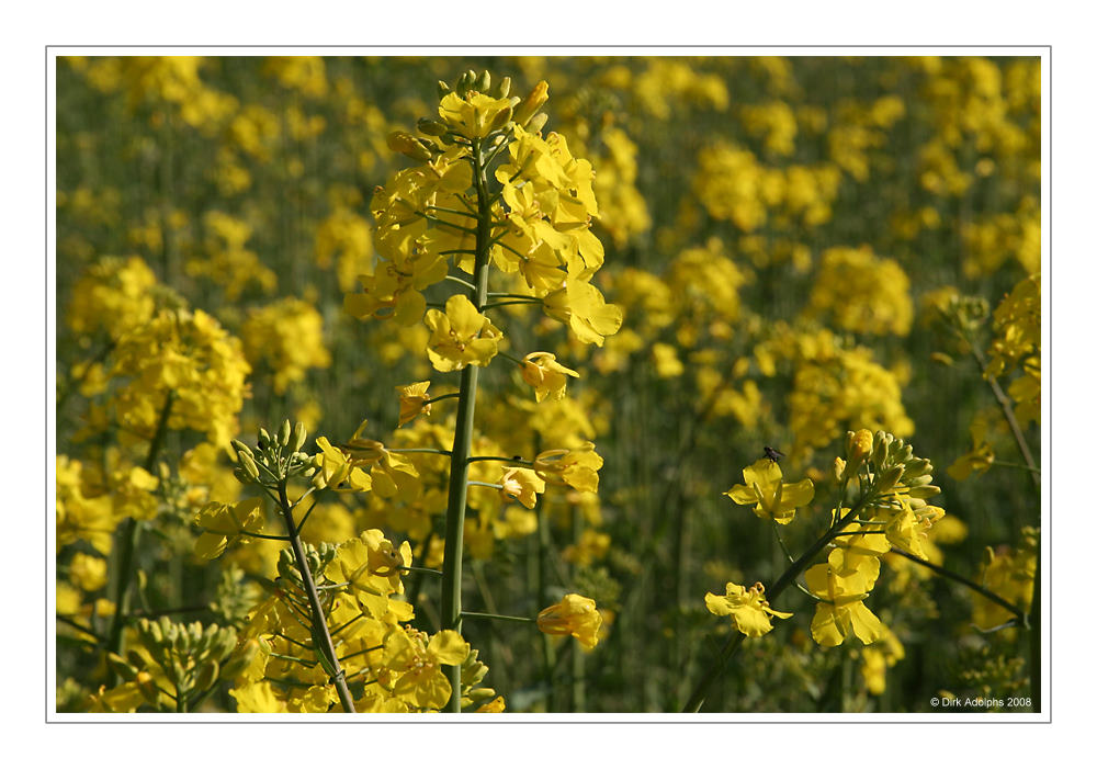 Der Sommer kommt ...