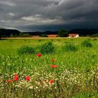 Der Sommer kommt ....