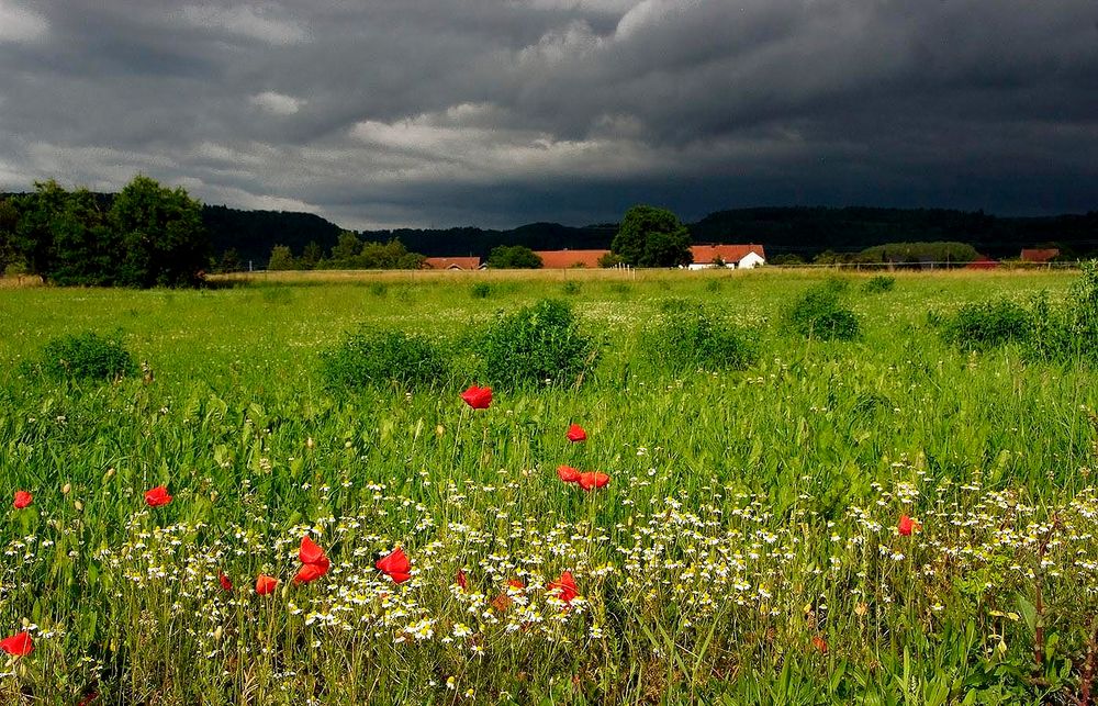 Der Sommer kommt ....