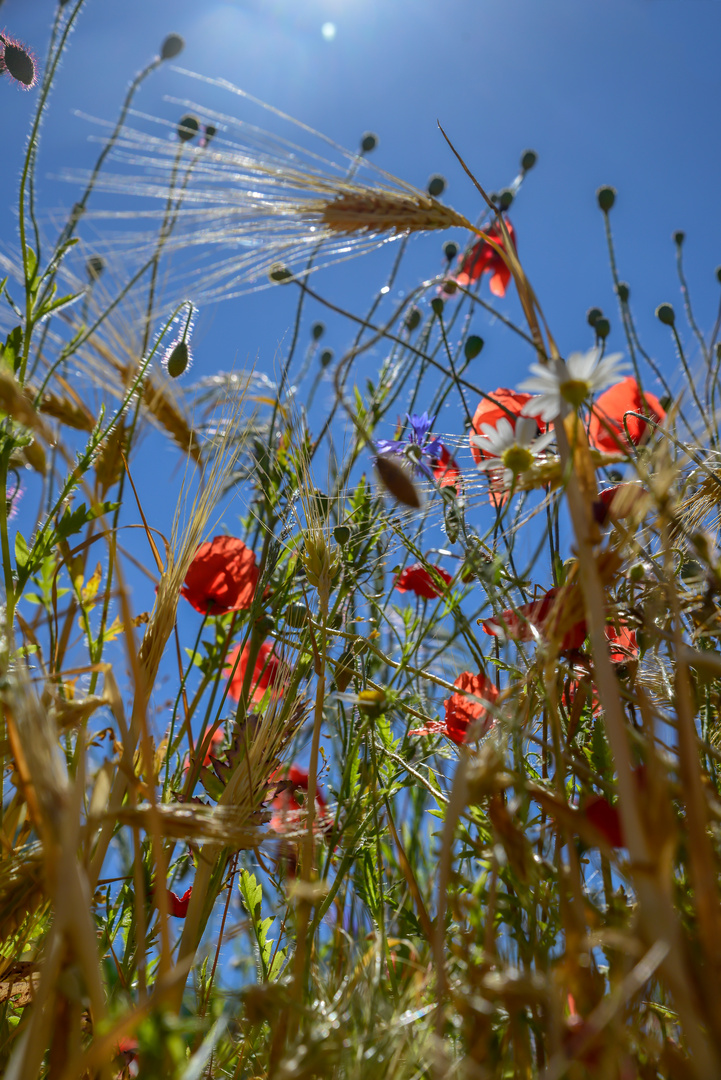 Der Sommer kommt bestimmt!!!:-)