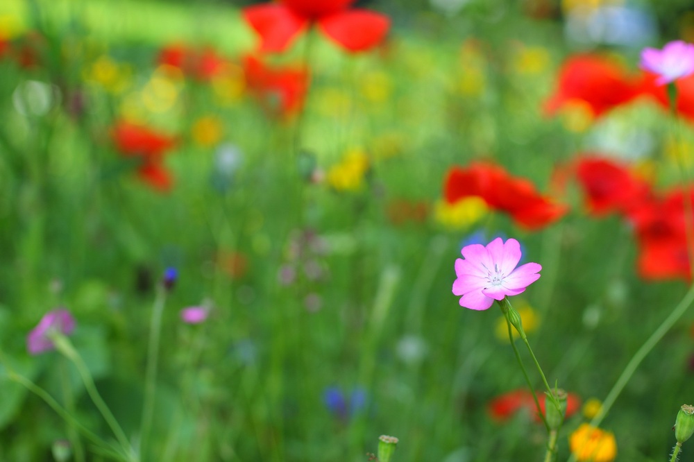 Der Sommer kommt bunt