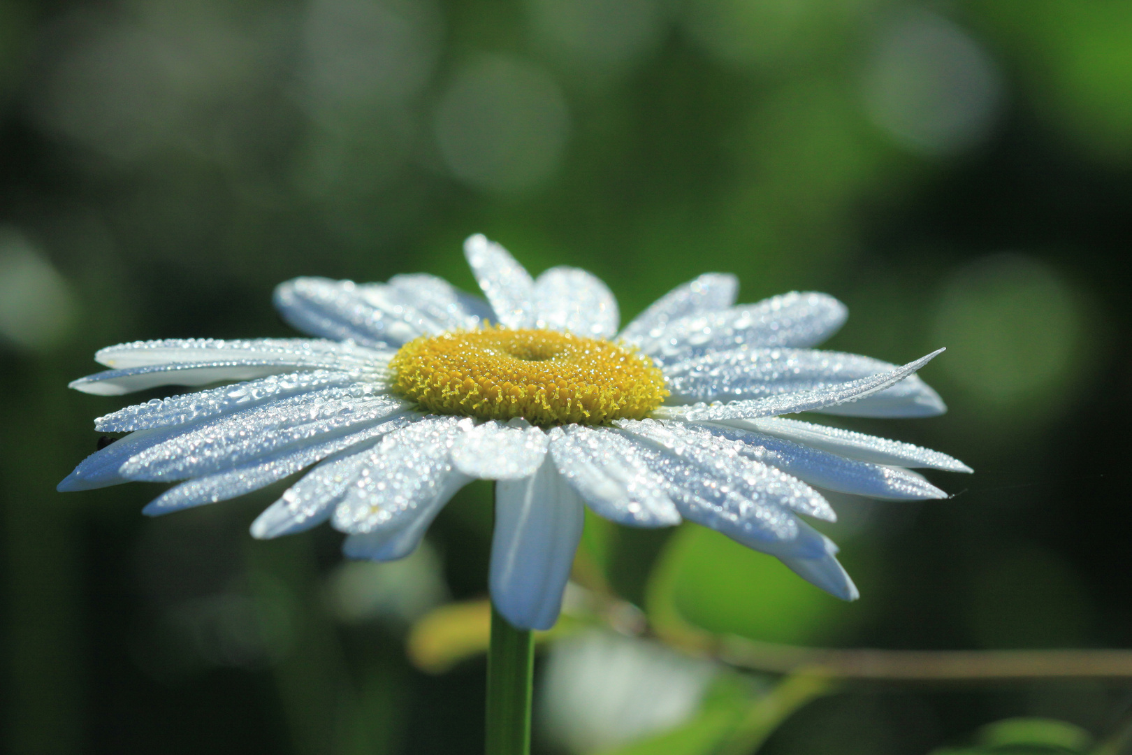 Der Sommer kommt