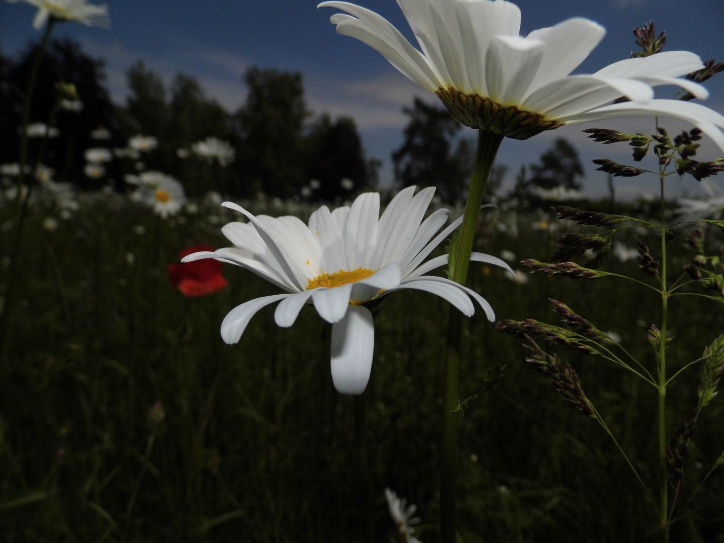 Der Sommer kommt