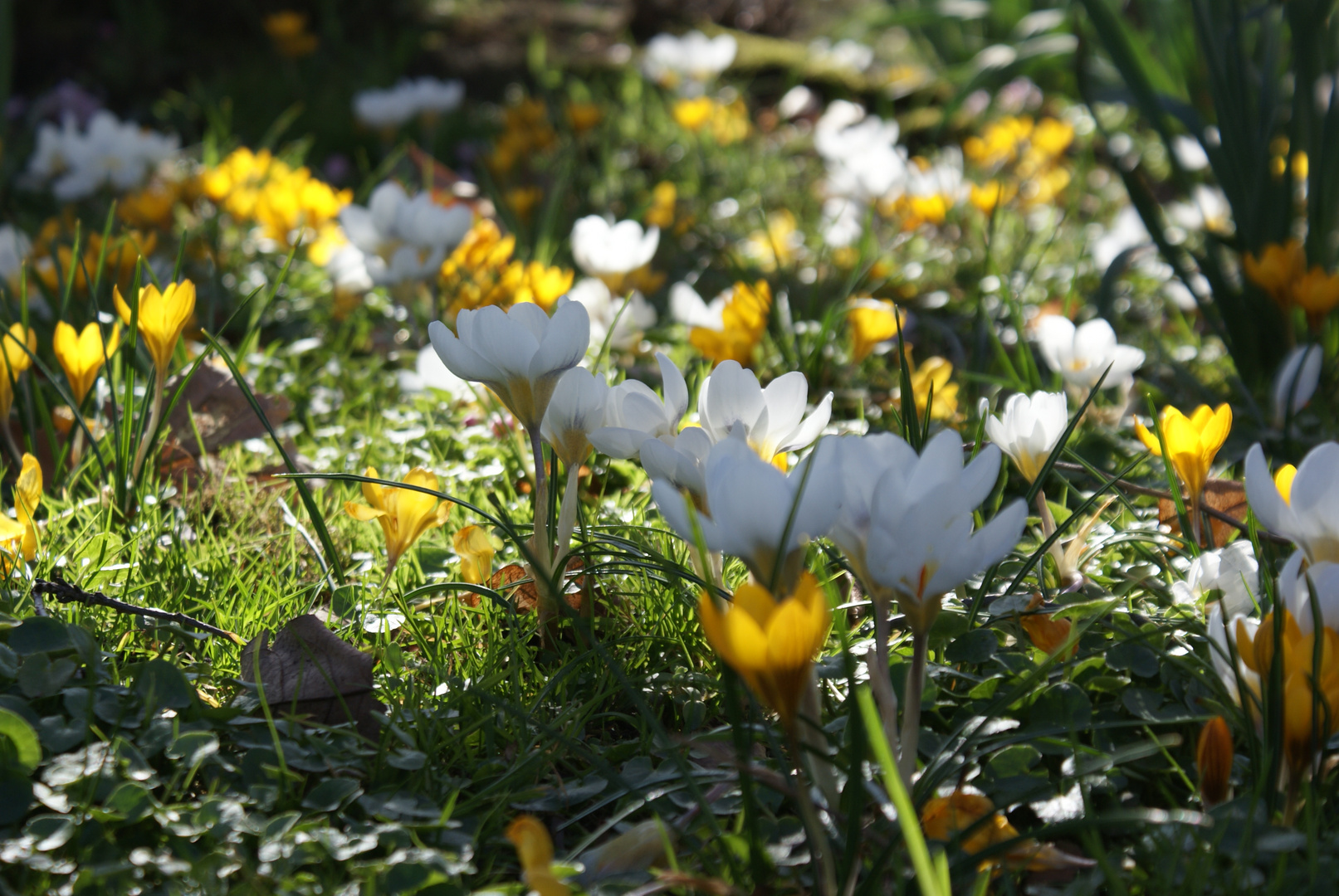 Der Sommer kommt! :D