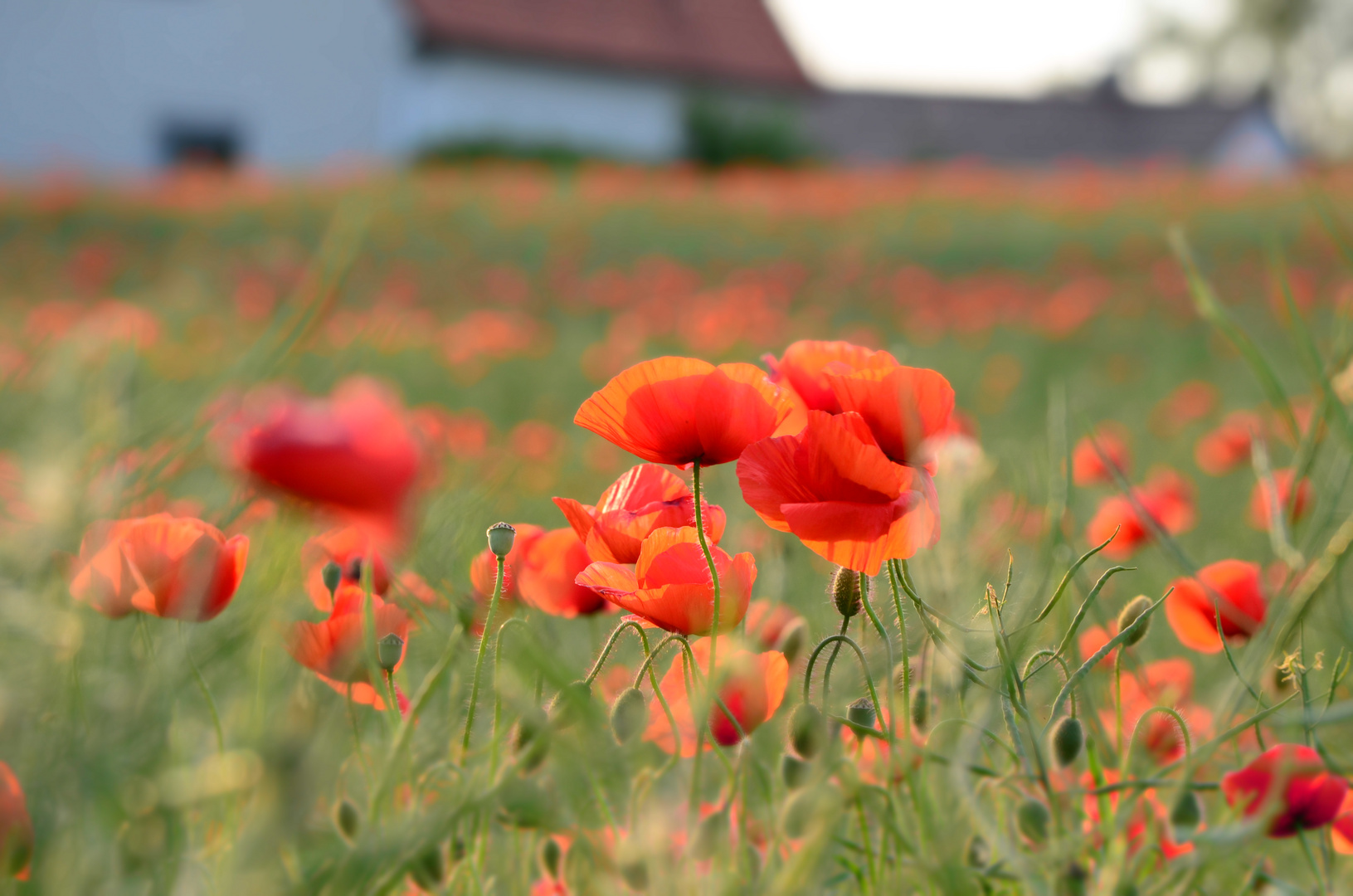 Der Sommer kommt ...