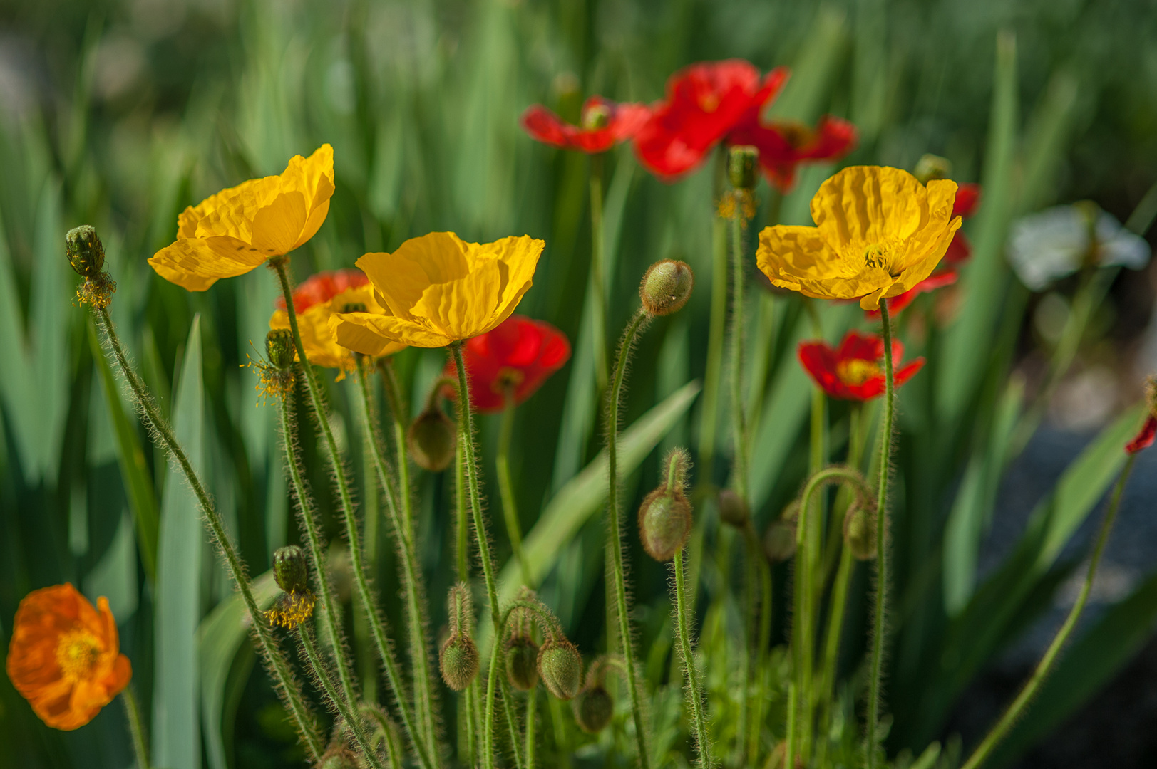 Der Sommer kommt