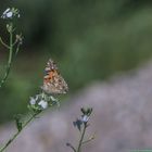 Der Sommer kommt wieder Teil 2