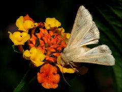 Der Sommer lässt grüßen