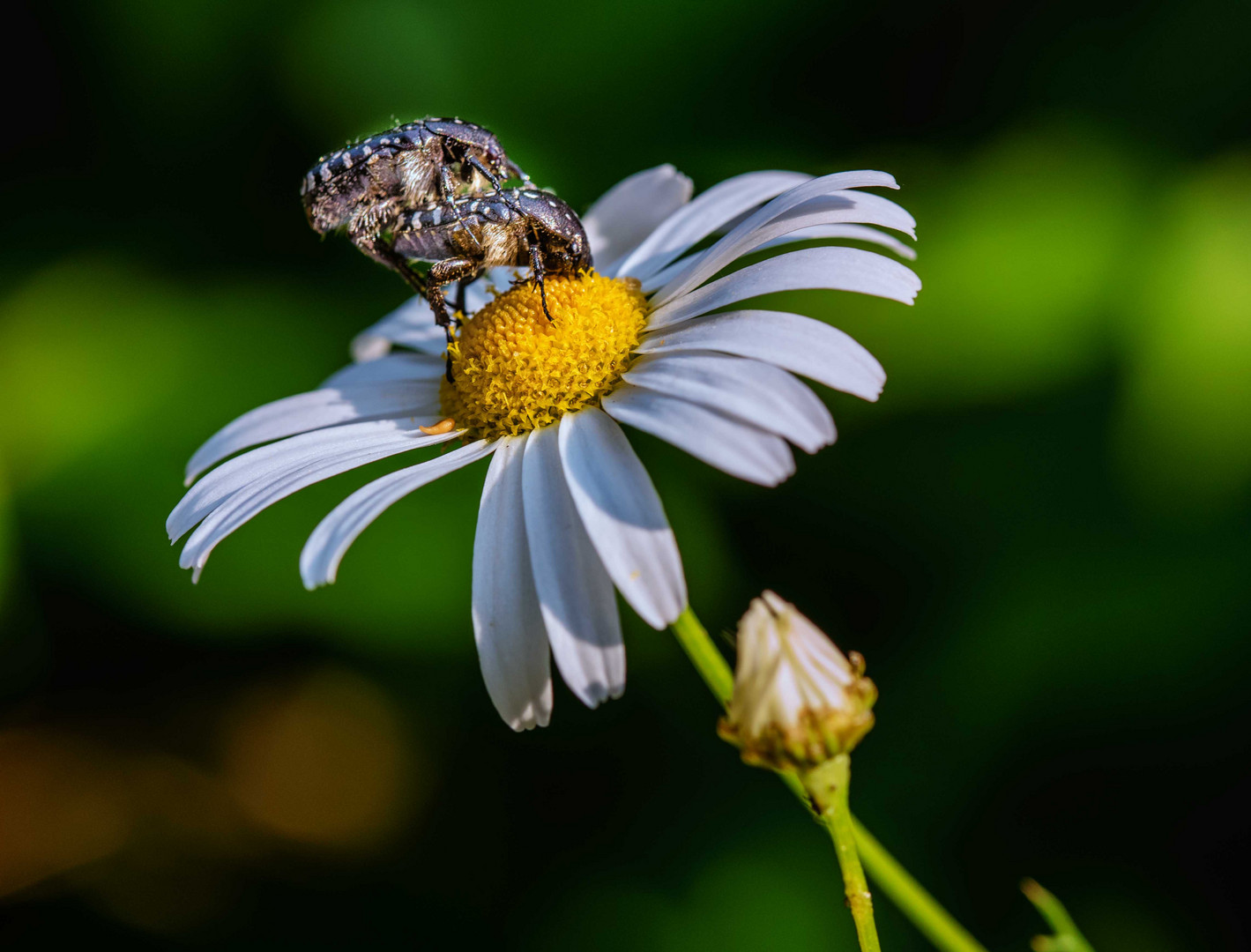 Der Sommer macht "Lust auf mehr"