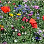 Der Sommer malt die Wiesen bunt