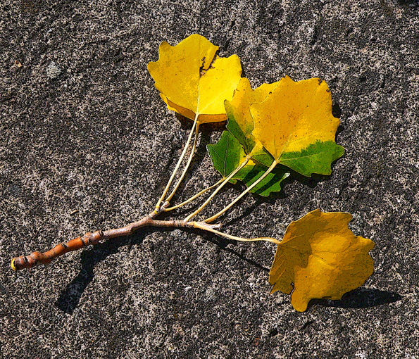 Der Sommer meines Lebens hat mich verlassen.Was willst du von mich mein Herbst?