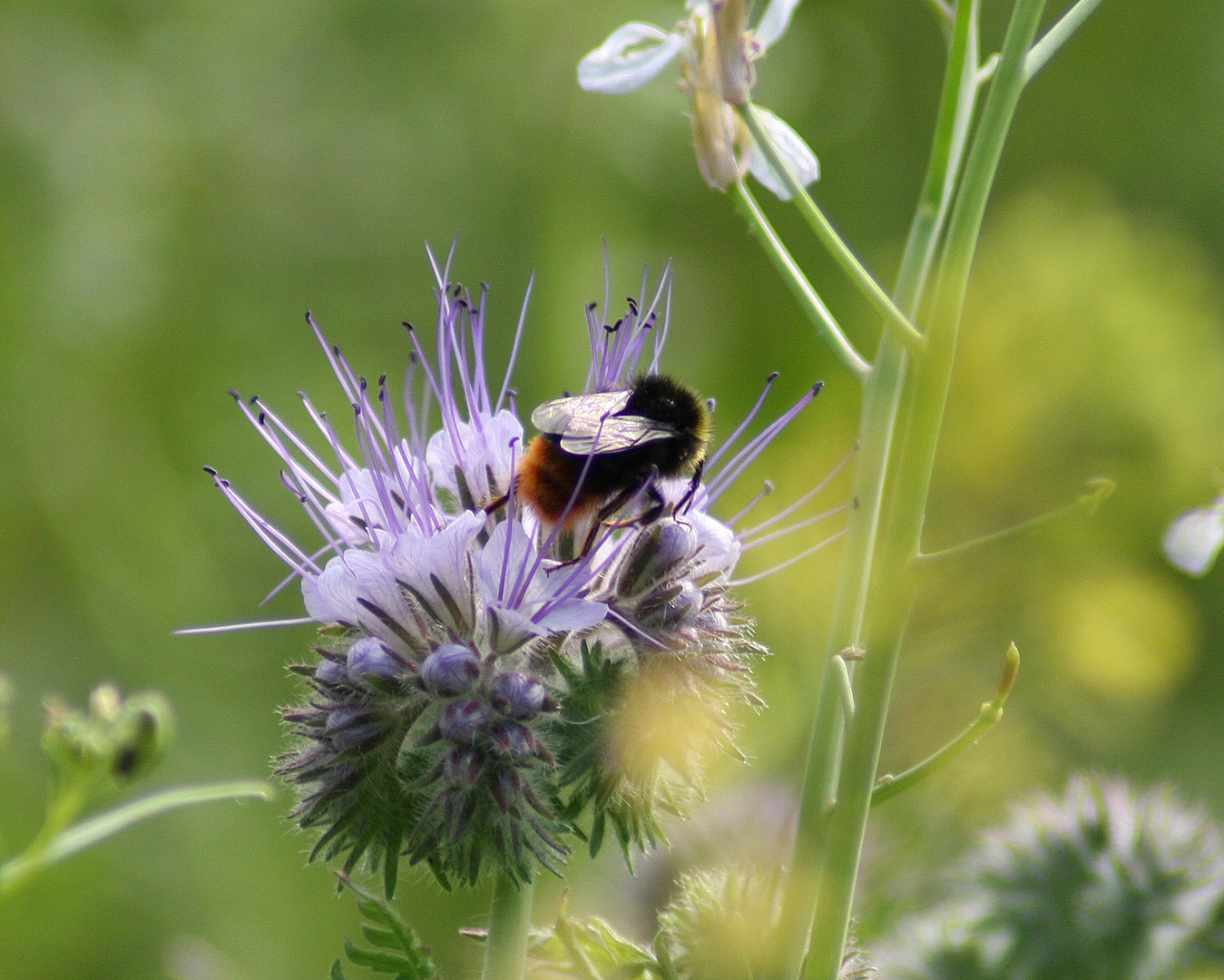 Der Sommer naht