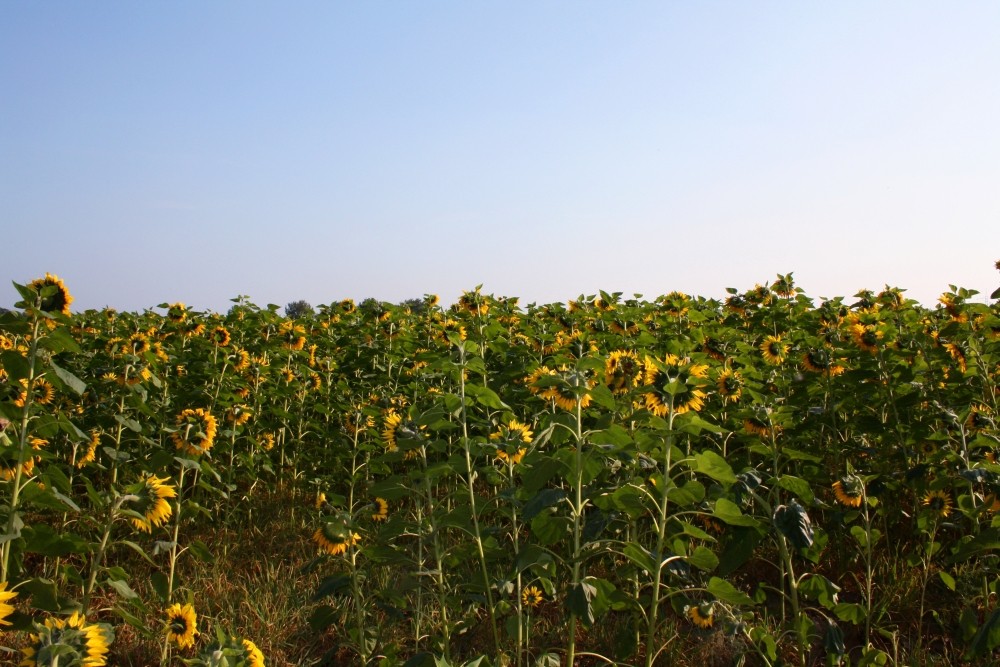 der Sommer neigt dem Ende zu