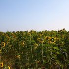 der Sommer neigt dem Ende zu