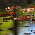 Der Sommer neigt sich dem Ende...