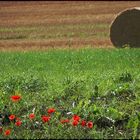 Der Sommer neigt sich dem Ende zu...