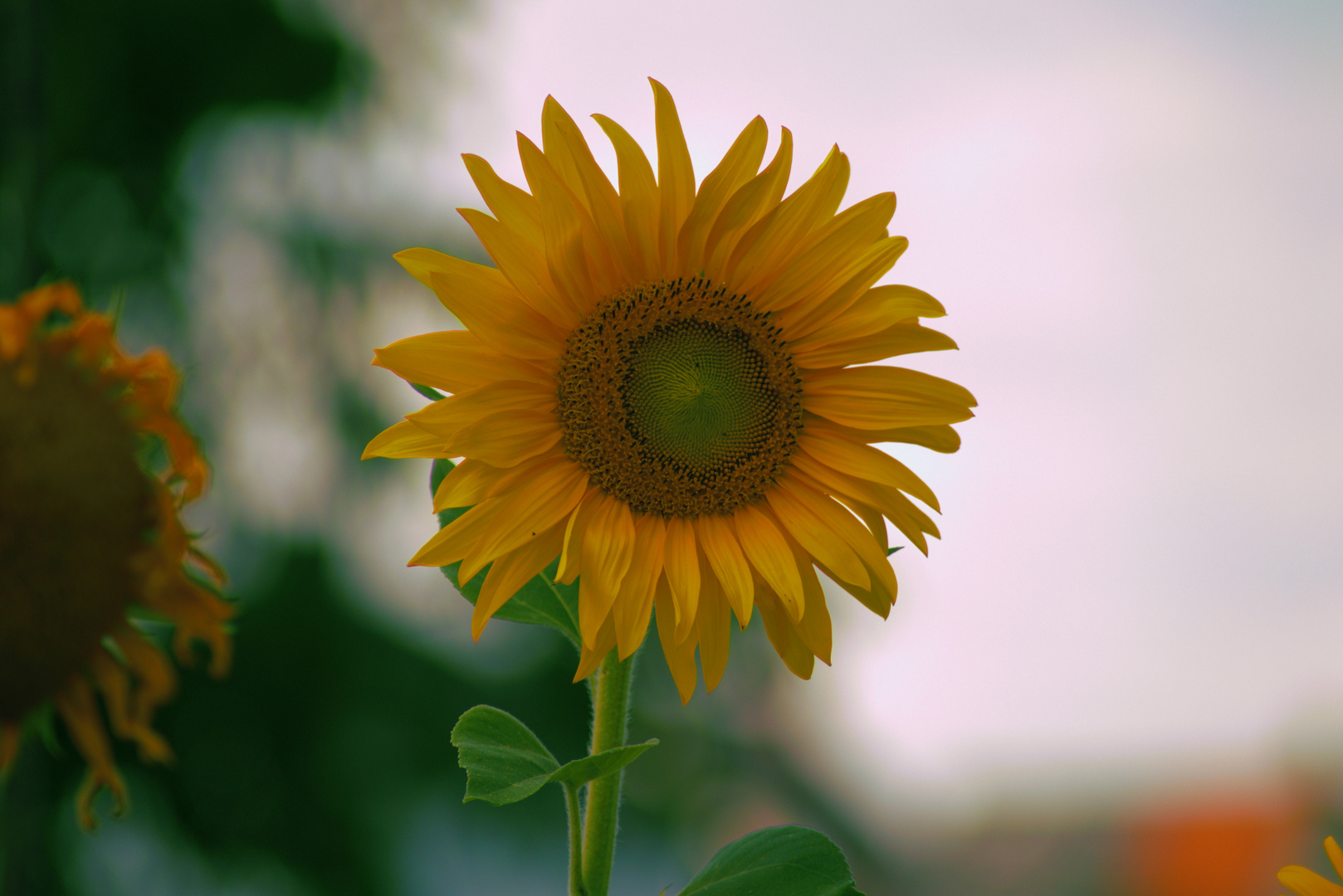 Der Sommer nimmt Abschied