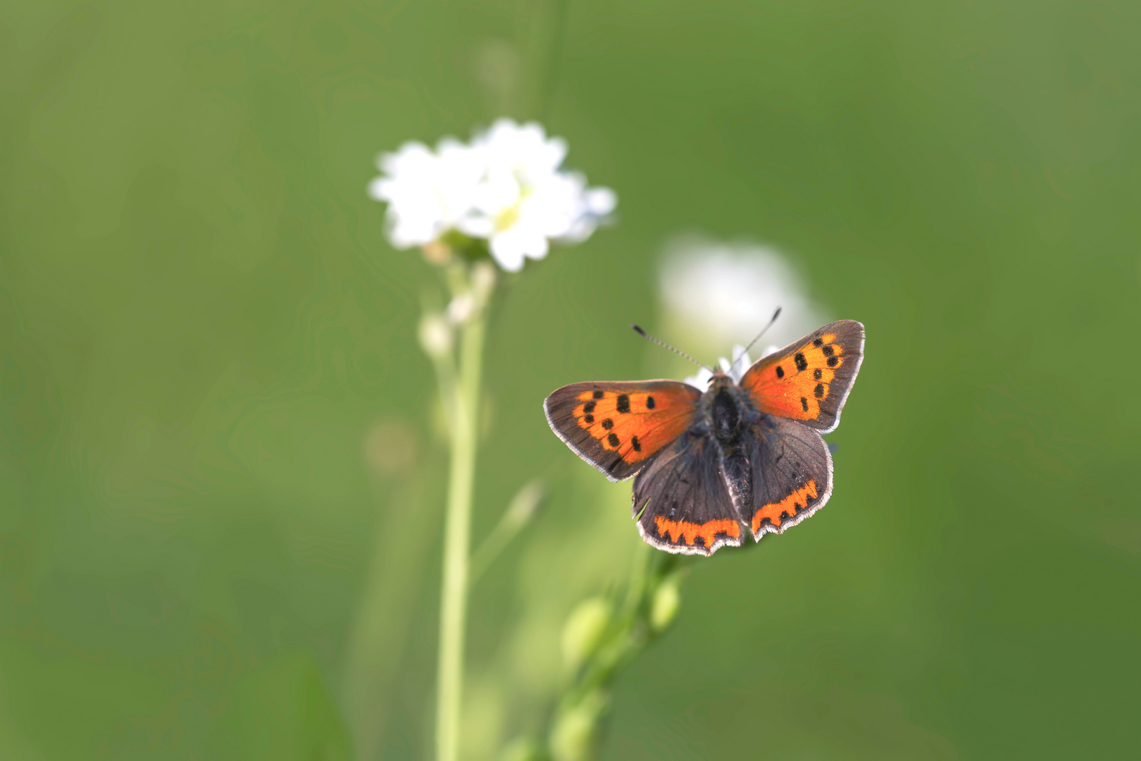 der sommer nimmt seinen abschied