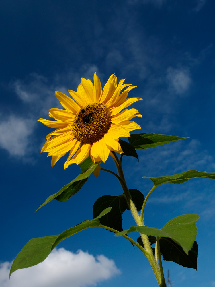 Der Sommer sagt Aufwiedersehen