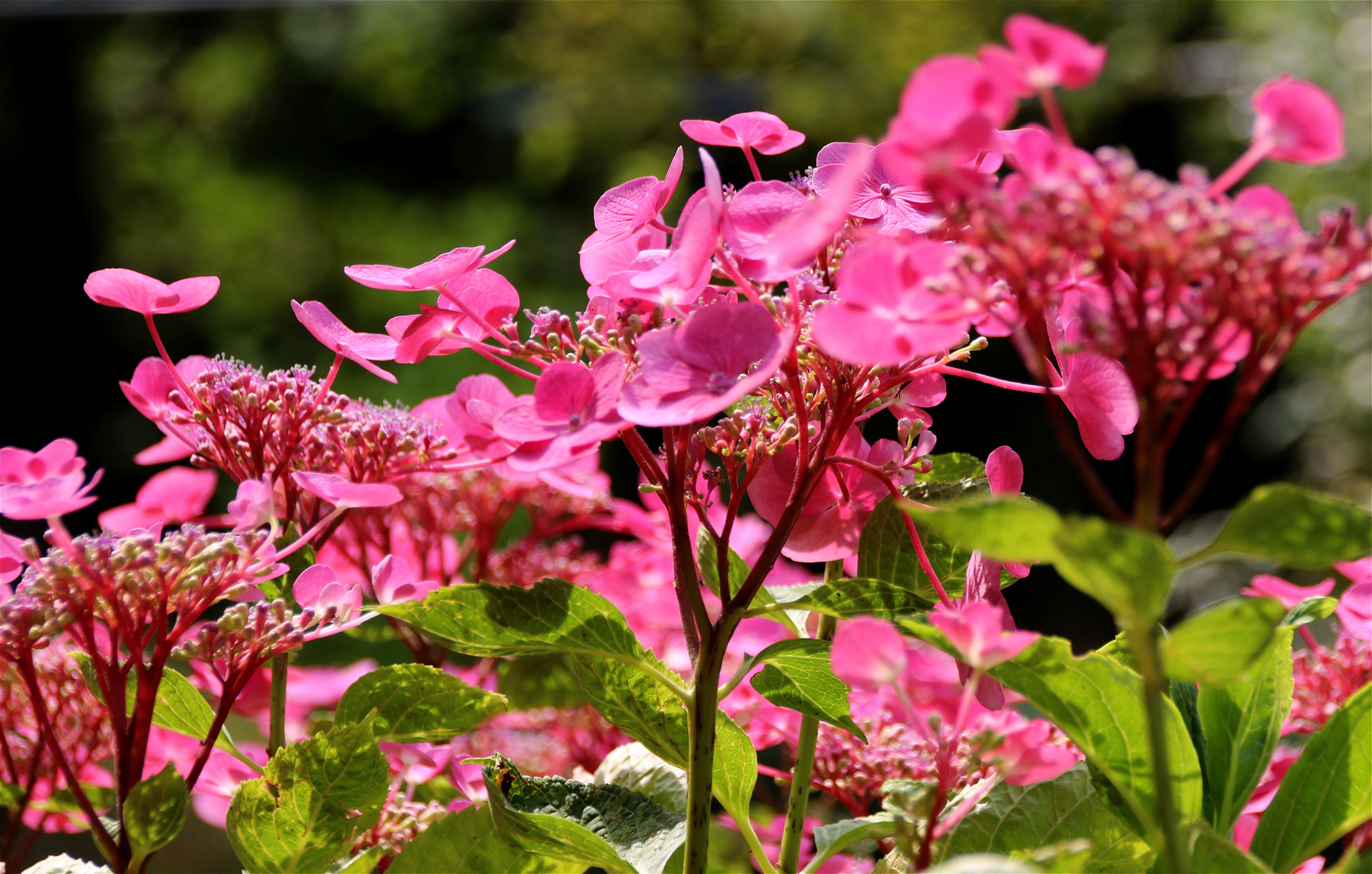 Der Sommer und seine Farbenpacht