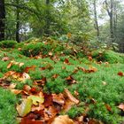 Der Sommer verliert seine Blätter