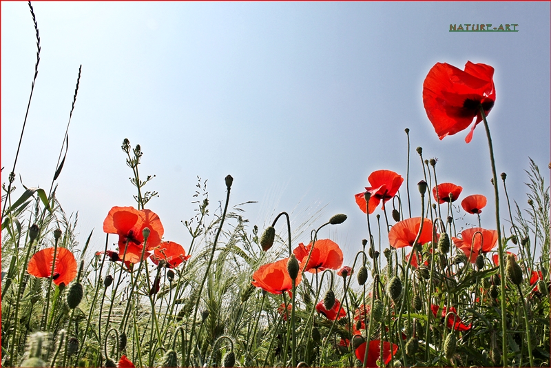 Der Sommer viel auf einen Mittwoch^^