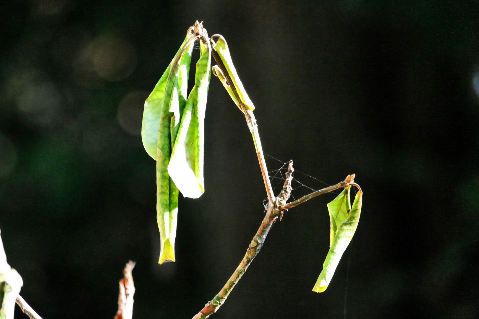 Der Sommer war_2