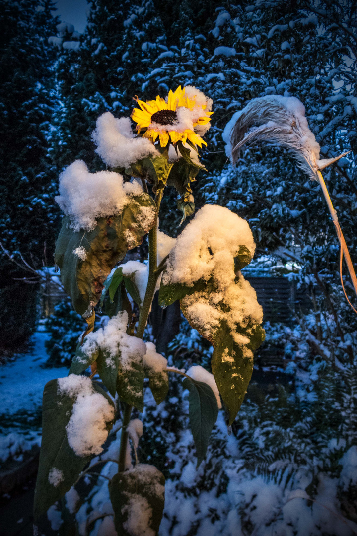 Der Sommer wehrt sich noch kräftig !