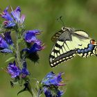 Der Sommer wird kommen