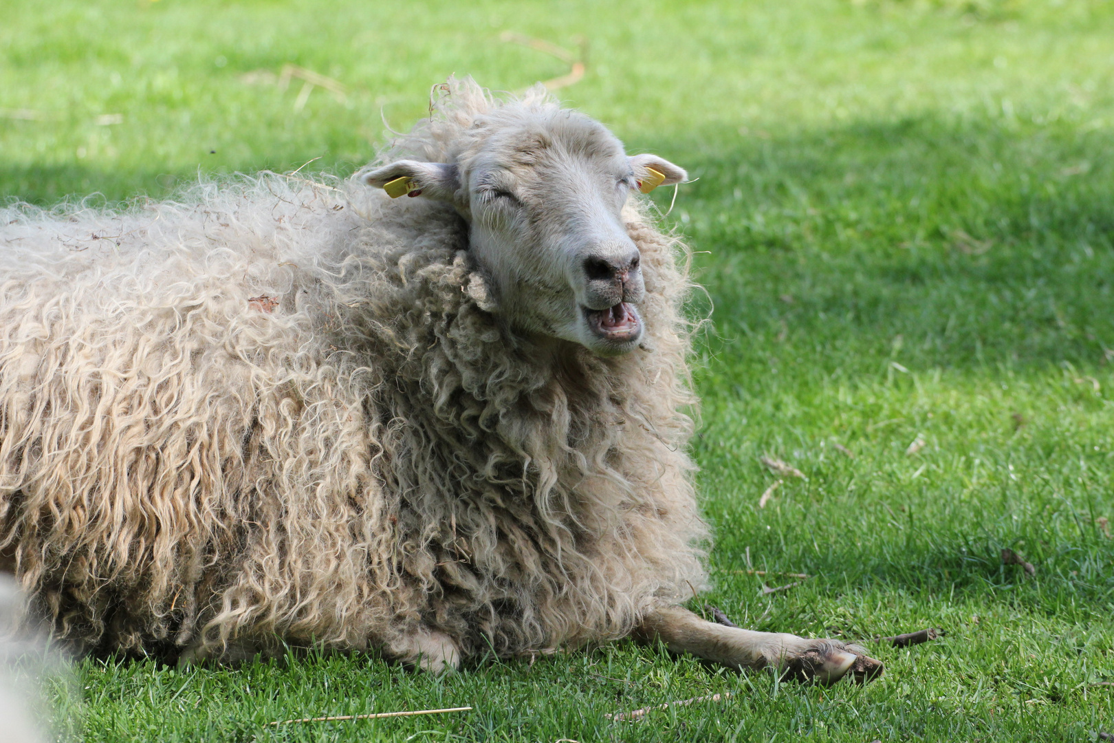 Der Sommer wird schön, sagt das Schaf