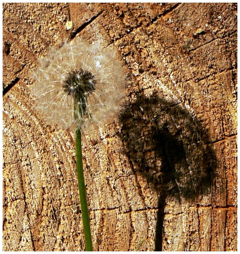 Der Sommer wirft seine Schatten voraus