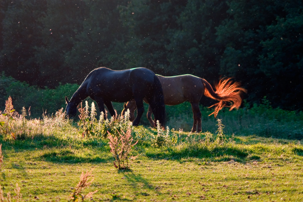 Der Sommerabend