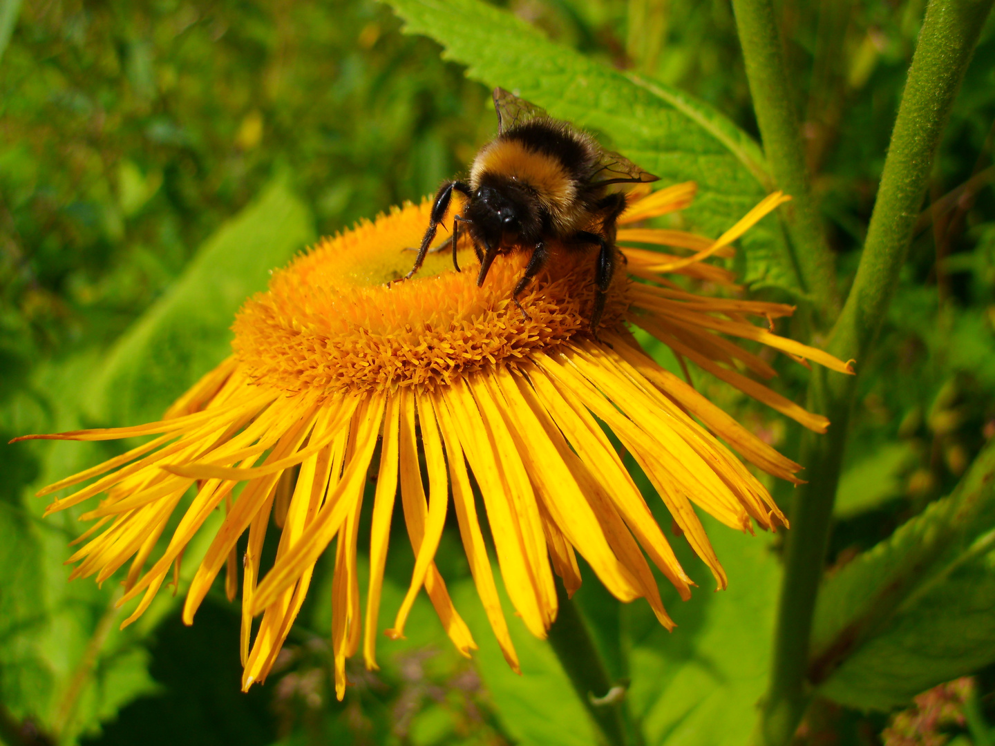 Der Sommerfaden